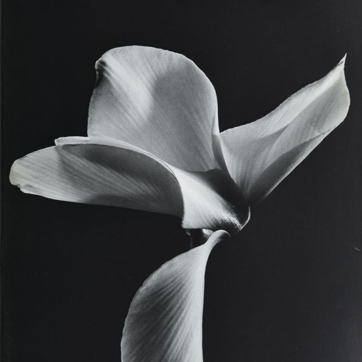 A detail of the left-opening Yokogumi cover, issue 24