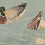 鴨