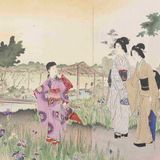 美人観吉野園花菖蒲